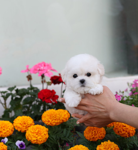 thumb-1893343860_f7dMpGIh_39d8ba42c10d6322946a1f14