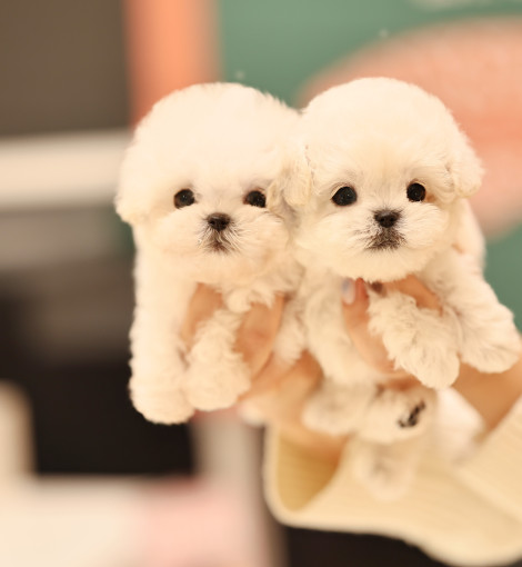 thumb-1893343860_rfFmv9GA_71b469110edb1ab6e4120c96